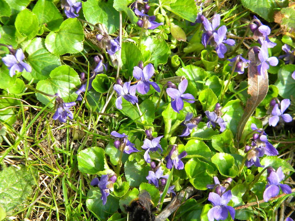 Sweet violet Viola odorata, Hillside House 2020-03-17 (1496)