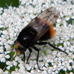 Volucella bombylans (var bombylans) 2024-06-07 (3665)