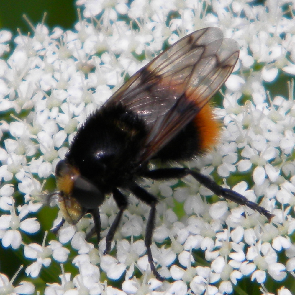 Volucella bombylans (var bombylans) 2024-06-07 (3665)