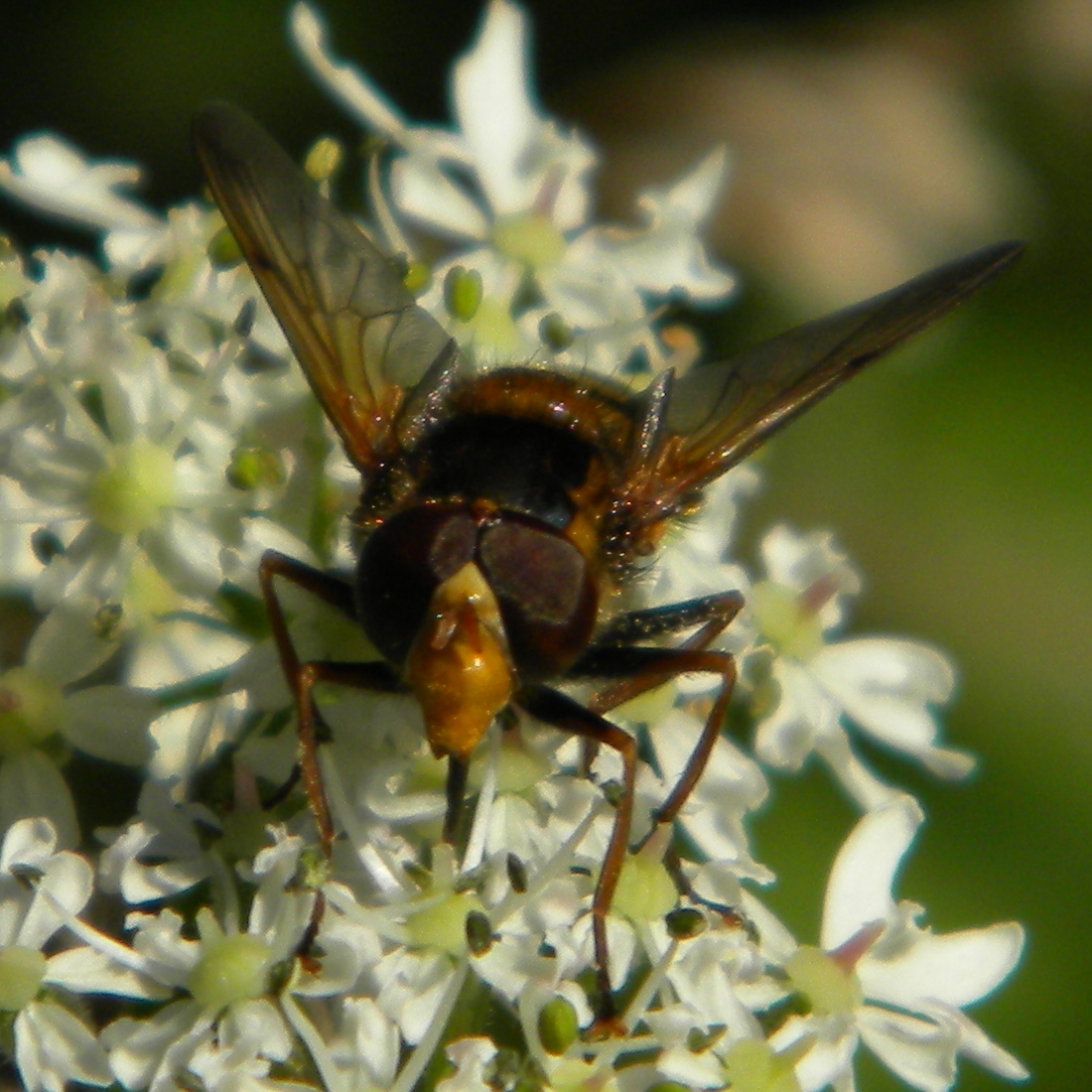 Volucella inanis 2024-07-26 (3834)