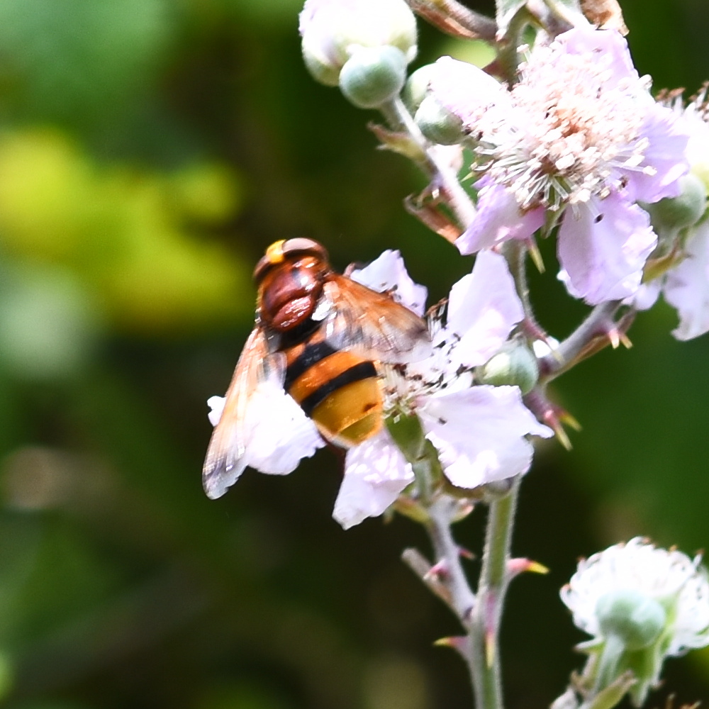 Volucella zonaria MSW hawthorn 2024-08-17 (3668)