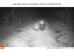 badger Meles meles near Top Blackthorn 2024-03-14 (03140520.AVI: 003)