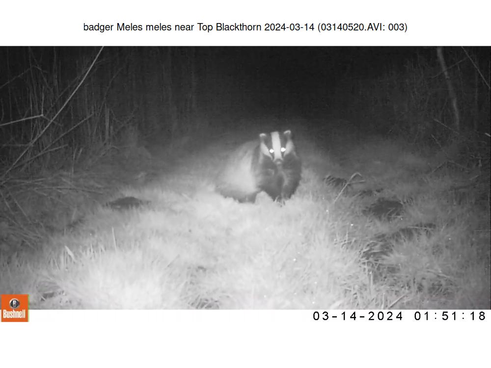 badger Meles meles near Top Blackthorn 2024-03-14 (03140520.AVI: 003)