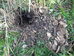 Nest of Vespula vulgaris excavated by badger 2024-10-25 (4102)