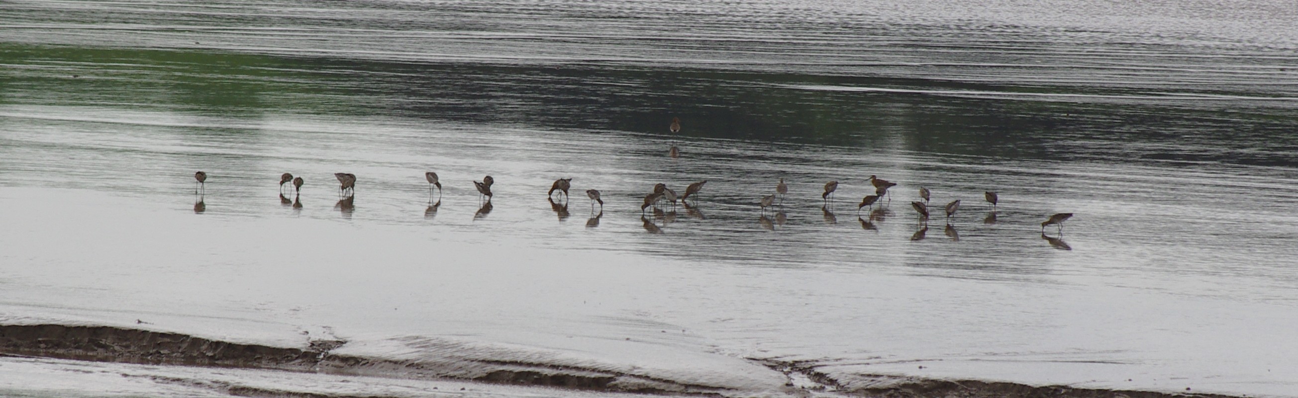 Black-tailed godwits at Purton (Gloucs) 2023-08-03 (c) Mark Woolfrey
