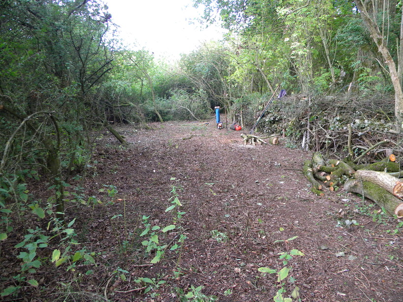 Brash hedge and blackthorn patch 2022-09-20 (2639)