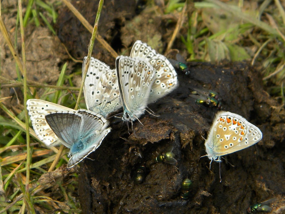 Chalkhill blue (4+) with common blue at Warham Camp 2025-07-25 (4268)