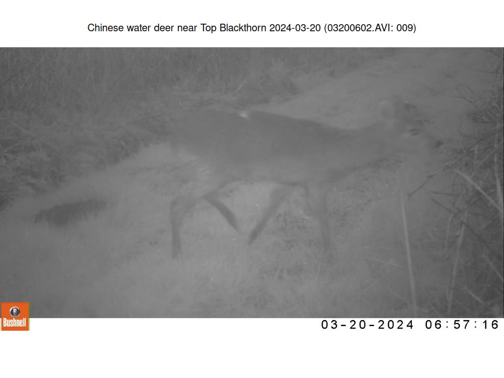 Chinese water deer near Top Blackthorn 2024-03-20 (03200602.AVI: 009)