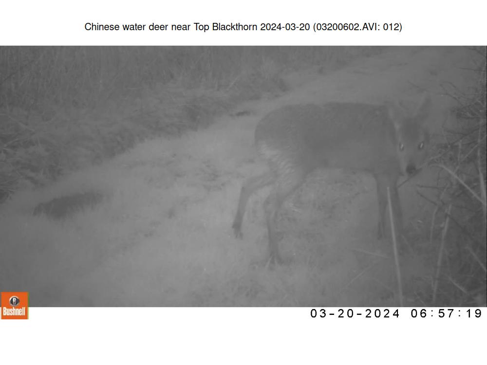 Chinese water deer near Top Blackthorn 2024-03-20 (03200602.AVI: 012)