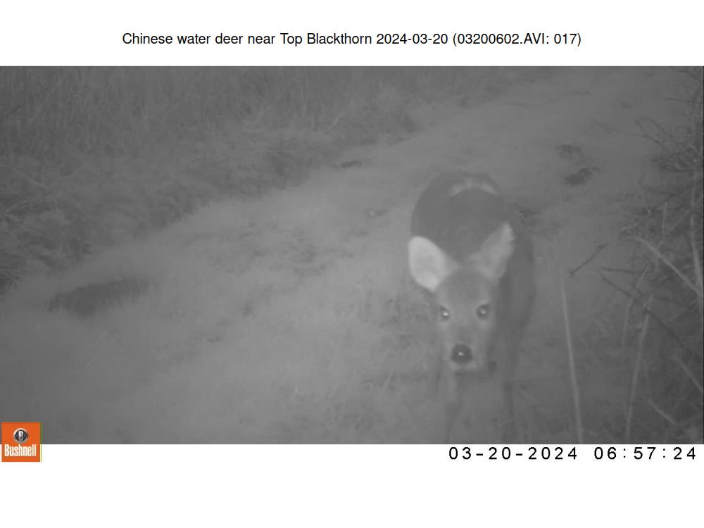Chinese water deer near Top Blackthorn 2024-03-20 (03200602.AVI: 017)