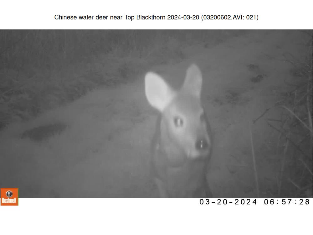 Chinese water deer near Top Blackthorn 2024-03-20 (03200602.AVI: 021)