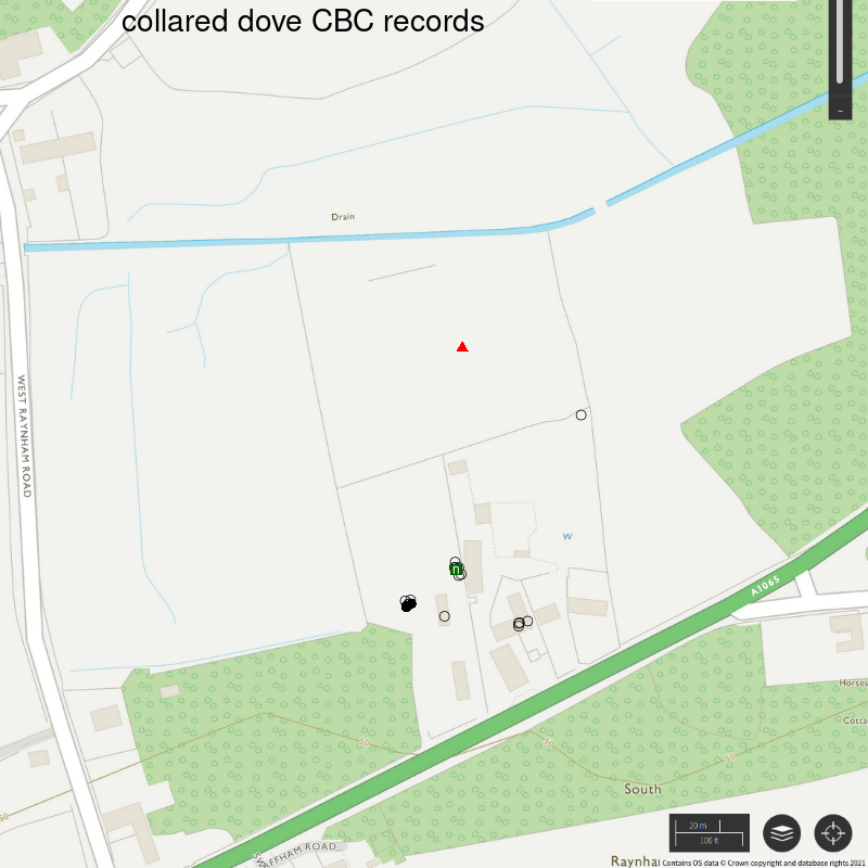 Collared dove CBC-style records, Hillside House 2021