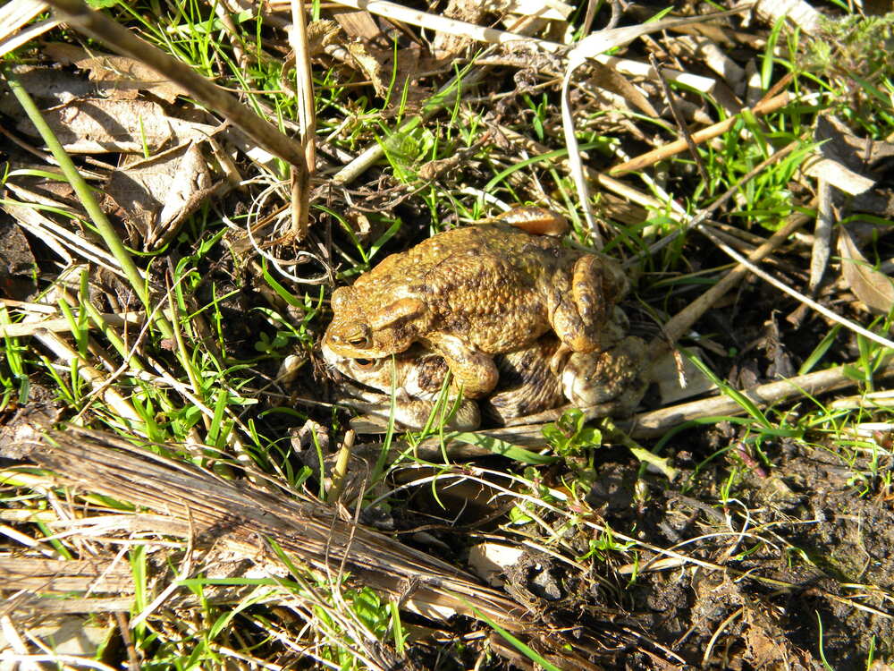 Common toad pair clasping by main pond, Hillside House 2020-03-17 (1503)
