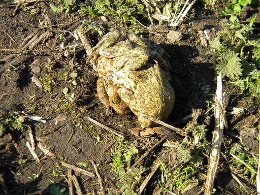 Common toads in mating cluster, Hillside House pond, 2017-03-16 (0873)