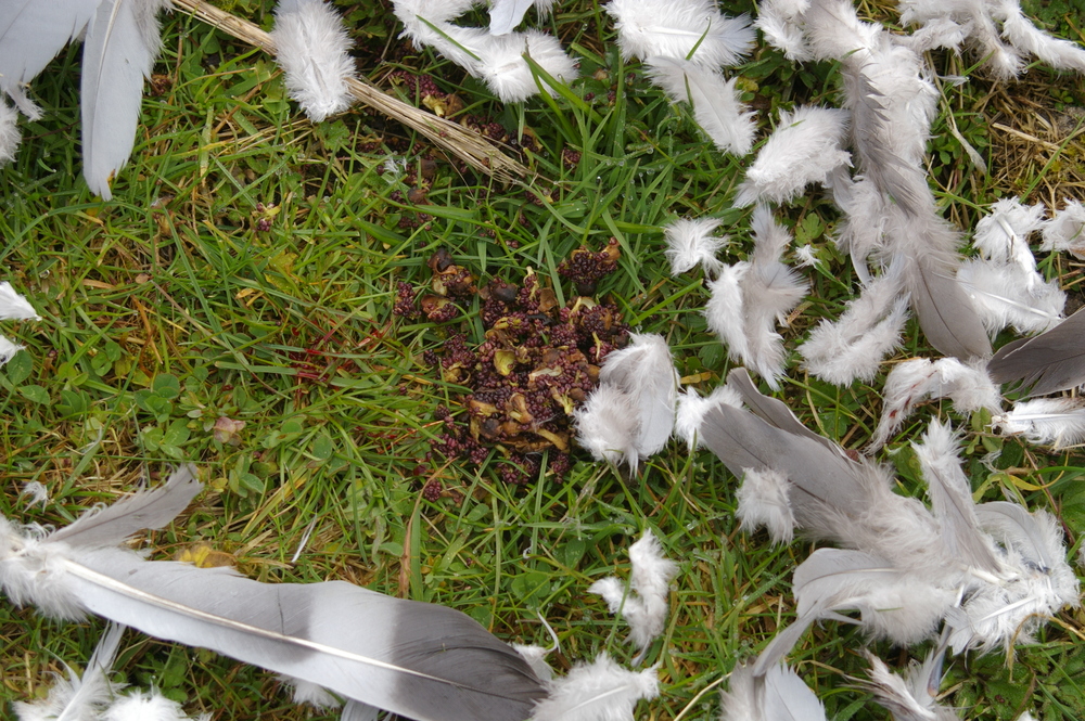 Crop contents of woodpigeon killed by sparrowhawk 2022-03-27 (3169)