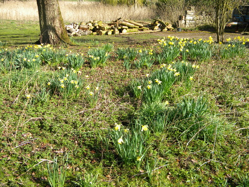 Daffodils by big oak, Hillside House 2021-03-26 (1770)