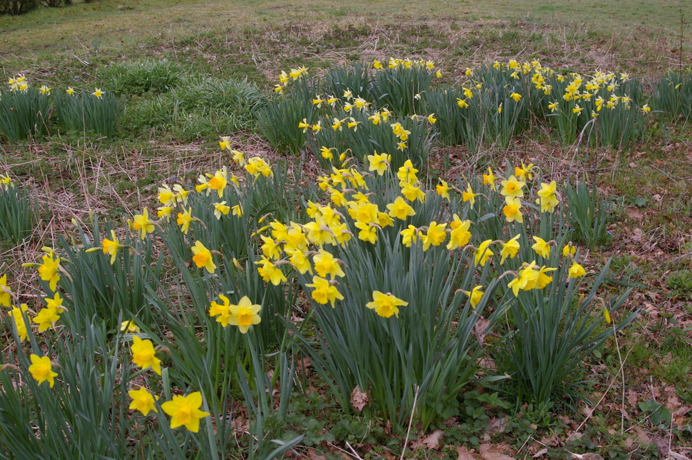 Daffodils Hillside House 2022-03-27 (3175)
