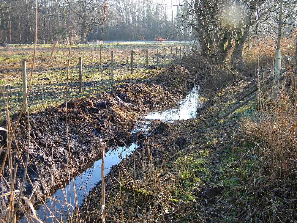 Typha (reedmace) control along meadow east ditch, 2021-01-09 (1645)