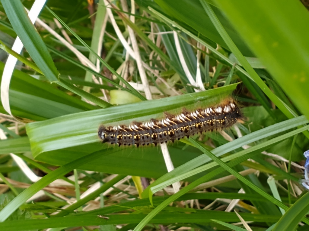 Drinker moth caterpillar at Foxley Wood 2021-05-23 (c) Jackie Grzeskowiak Drinker moth caterpillar at Foxley Wood 2021-05-23 (c) Jackie Grzeskowiak