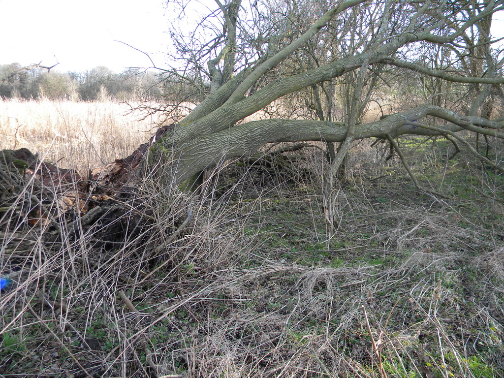 Goat willow damaged by Storm Eunice 2022-02-18 (2134)