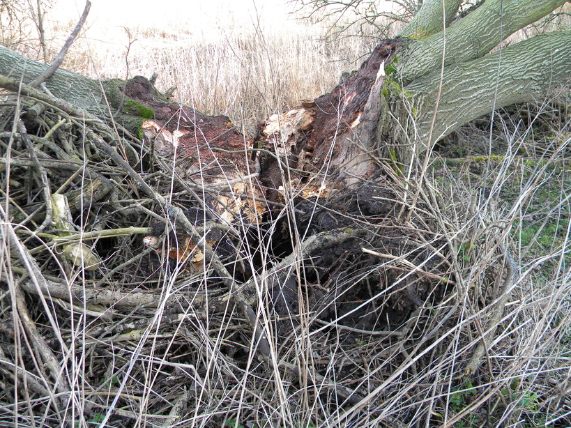 Goat willow damaged by Storm Eunice 2022-02-18 (2128)