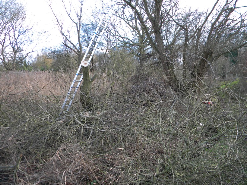 Goat willow pollarding work 2023-01-27 (2809) Goat willow pollarding work 2023-01-27 (2809)