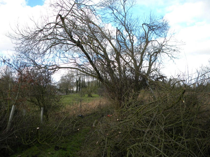 Goat willow pollarding work 2023-01-27 (2821) Goat willow pollarding work 2023-01-27 (2821)