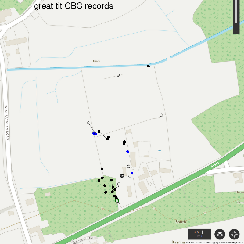 Great tit CBC-style records, Hillside House 2021