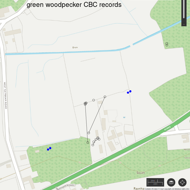 Green woodpecker CBC-style records, Hillside House 2021