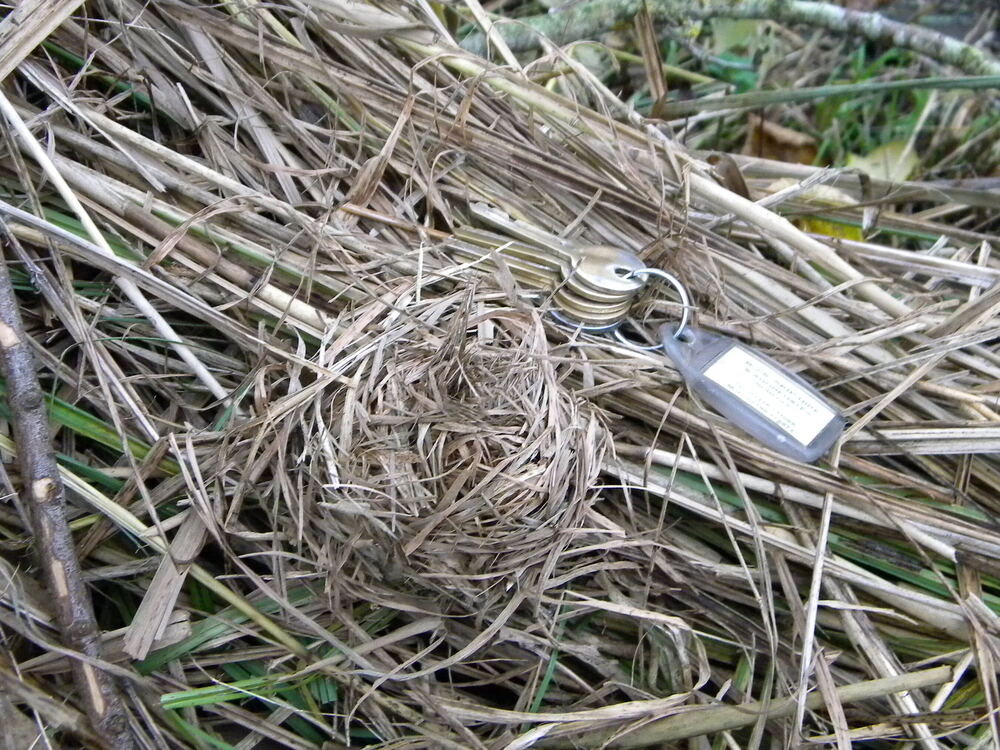 Harvest mouse Micromys minutus nest in lesser pond sedge 2022-12-04 (2763)