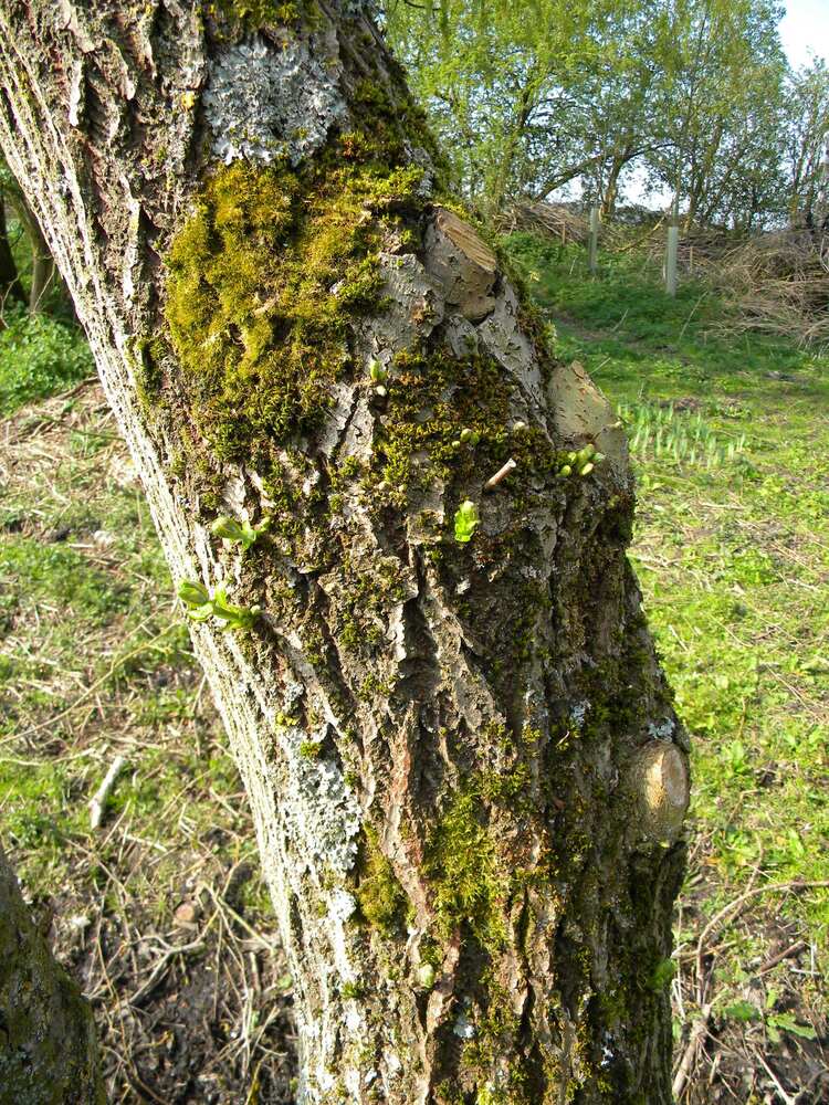 First shoots on high-cut coppiced Salix, Hillside House 2020-04-12 (1537)