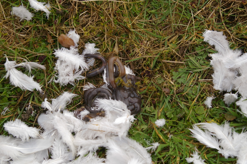 hind gut of predated woodpigeon 2022-03-27 (3171)