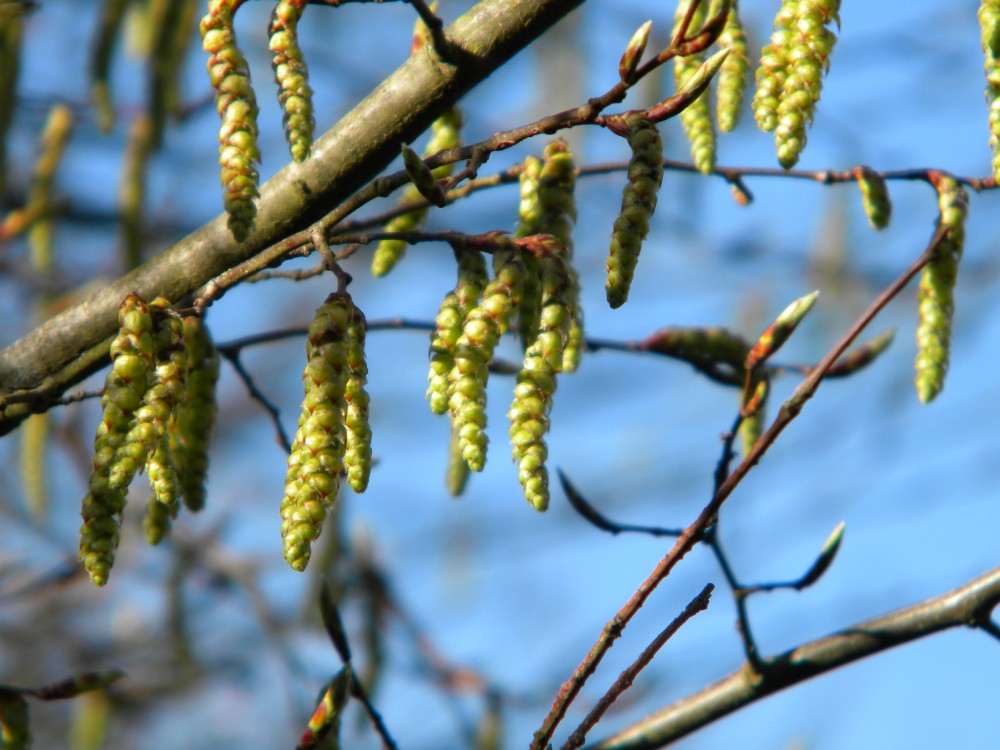 Hornbeam catkins 2026-03-21 (4696) Hornbeam catkins 2026-03-21 (4696)