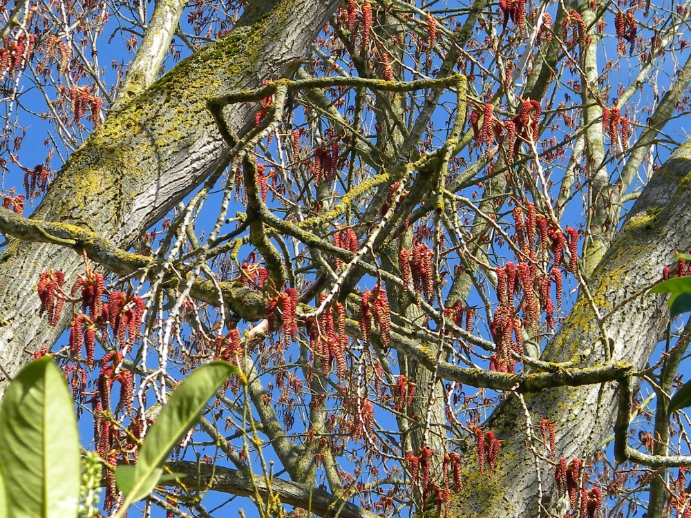 Hybrid poplar (prob nigra x deltoides) catkins 2026-03-17 (4660) Hybrid poplar (prob nigra x deltoides) catkins 2026-03-17 (4660)