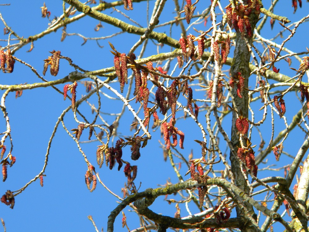 Hybrid poplar (prob nigra x deltoides) catkins 2026-03-21 (4671) Hybrid poplar (prob nigra x deltoides) catkins 2026-03-21 (4671)