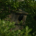 Jackdaw pullus about to leave oak nestbox Hillside House 2022-06-03 (3231)