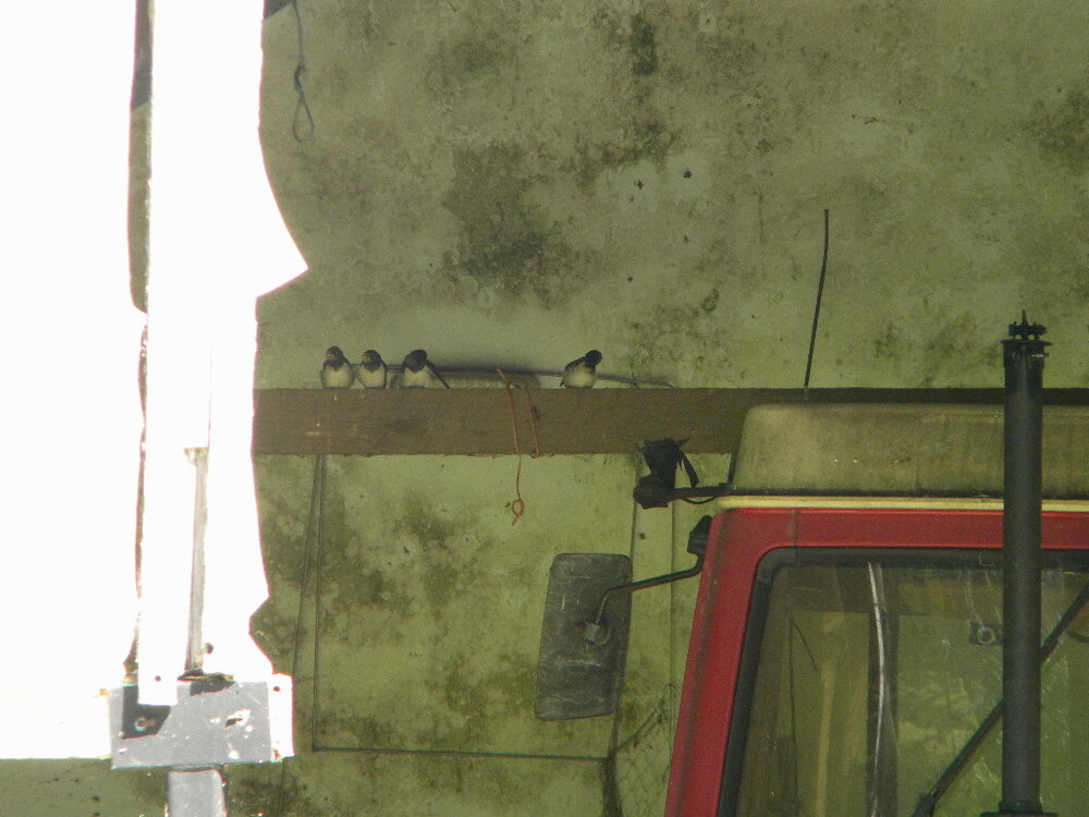 Four juvenile swallows waiting to be fed, Hillside House  2019-07-05 (1413)