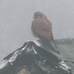 Kestrel male on shed, Hillside House 2021-12-17 (2114)