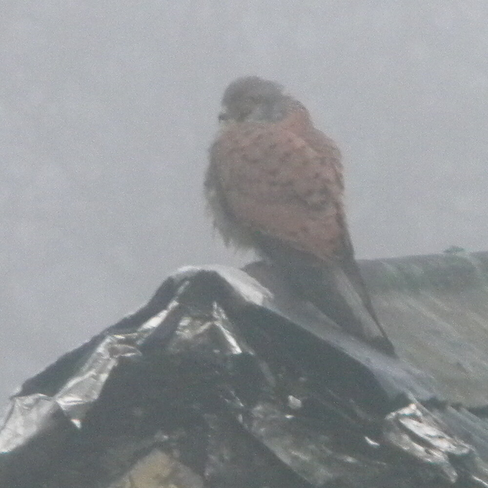 Kestrel male on shed, Hillside House 2021-12-17 (2114)