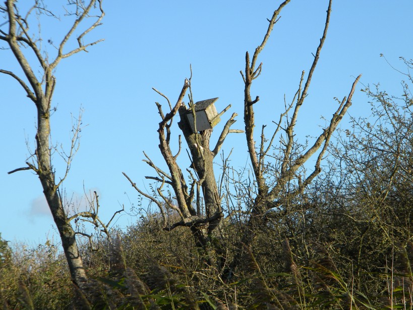 Kestrel box displaced by gales during Storm Debi 2023-11-13 (3302)