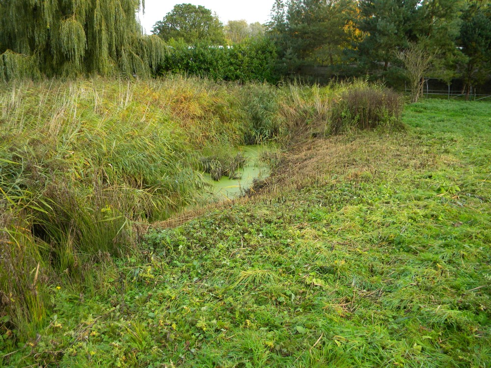 Reed fringe on main pond southern edge trimmed 2025-10-19 (4400) Reed fringe on main pond southern edge trimmed 2025-10-19 (4400)