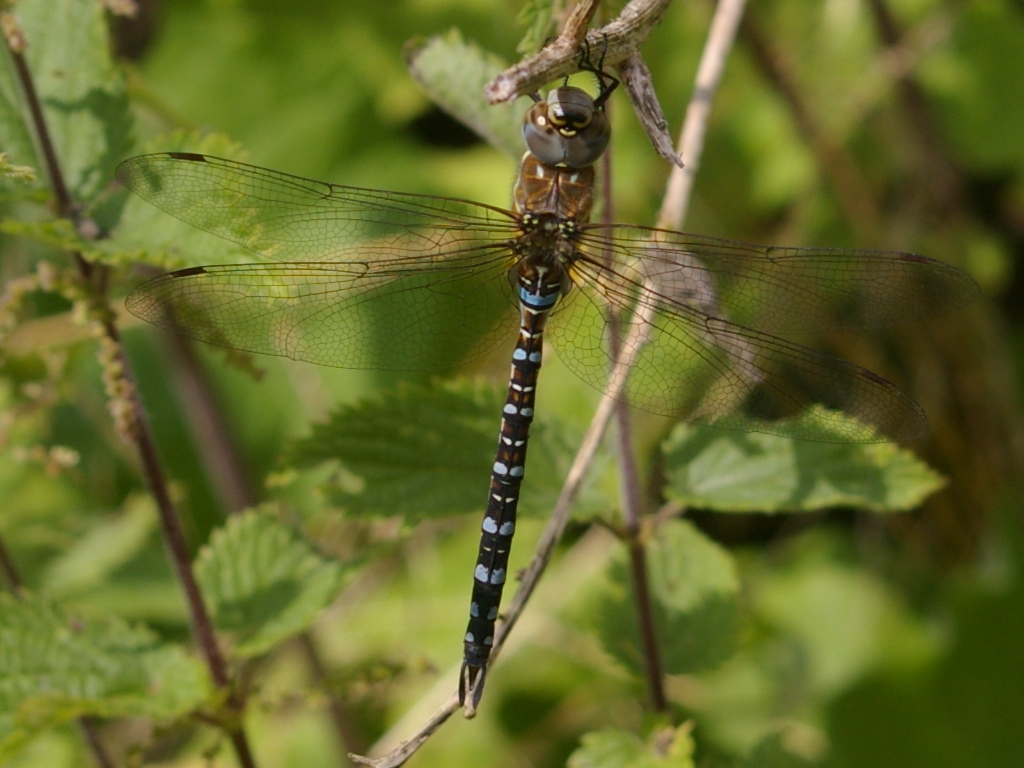 Male migrant hawker Aeshna mixta 2021-08-03 (3022)