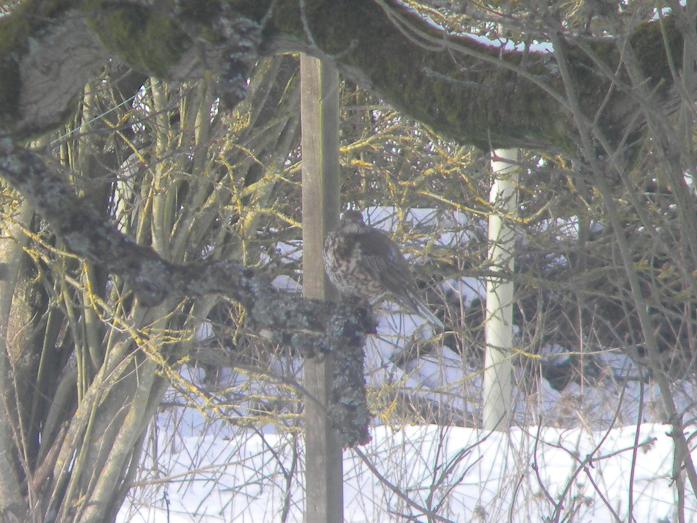 Mistle thrush defending holly tree, Hillside House 2021-02-13 (1764)