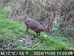 Muntjac along track by Top Blackthorn 2024-11-05 (DSCF0007.MP4: 007)