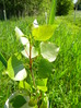 Native black poplar Populus nigra betulifolia tree A02 2016-06-04 (0507)
