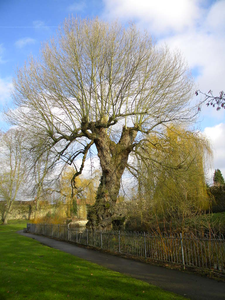 Pollarded female native black poplar Populus nigra betulifolia, Abbey Gardens, Bury St Edmunds 2017-02-02 (0836)