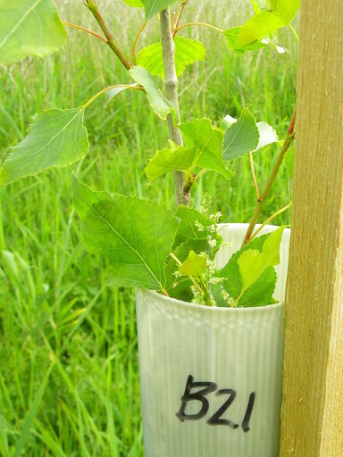 Populus nigra, plant B21 (at least one Vereecken ancestor), 2016-06-11 (0529)