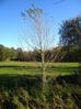native black poplar female (tree C02) six growing seasons after move 2022-11-01 (2724)