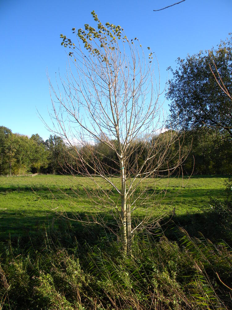 native black poplar female (tree C02) six growing seasons after move 2022-11-01 (2724)