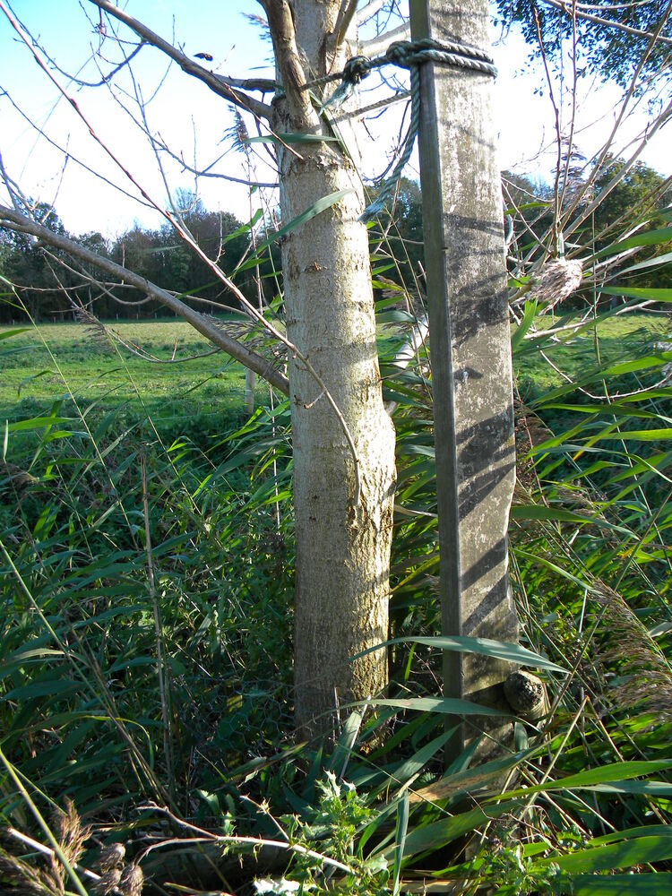 native black poplar Populus nigra betulifolia female (tree C02) 2022-11-01 (2729)